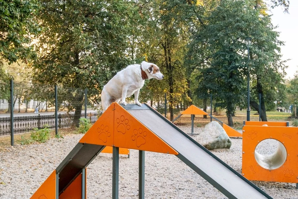 Role of Dog Play Equipment in Enhancing Dogs' Intelligence