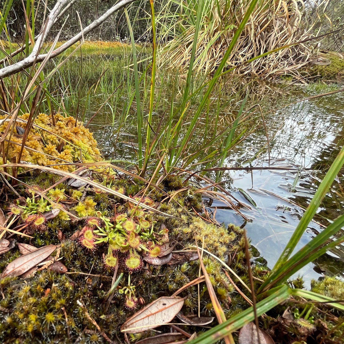 We had a wonderful time learning about our amazing local bog ecosystem on the ecological terrace this month with our friends at @calfirejdsf 

If you would like to join us next time, visit our website and sign up for our newsletter!

#jughandlecreek 