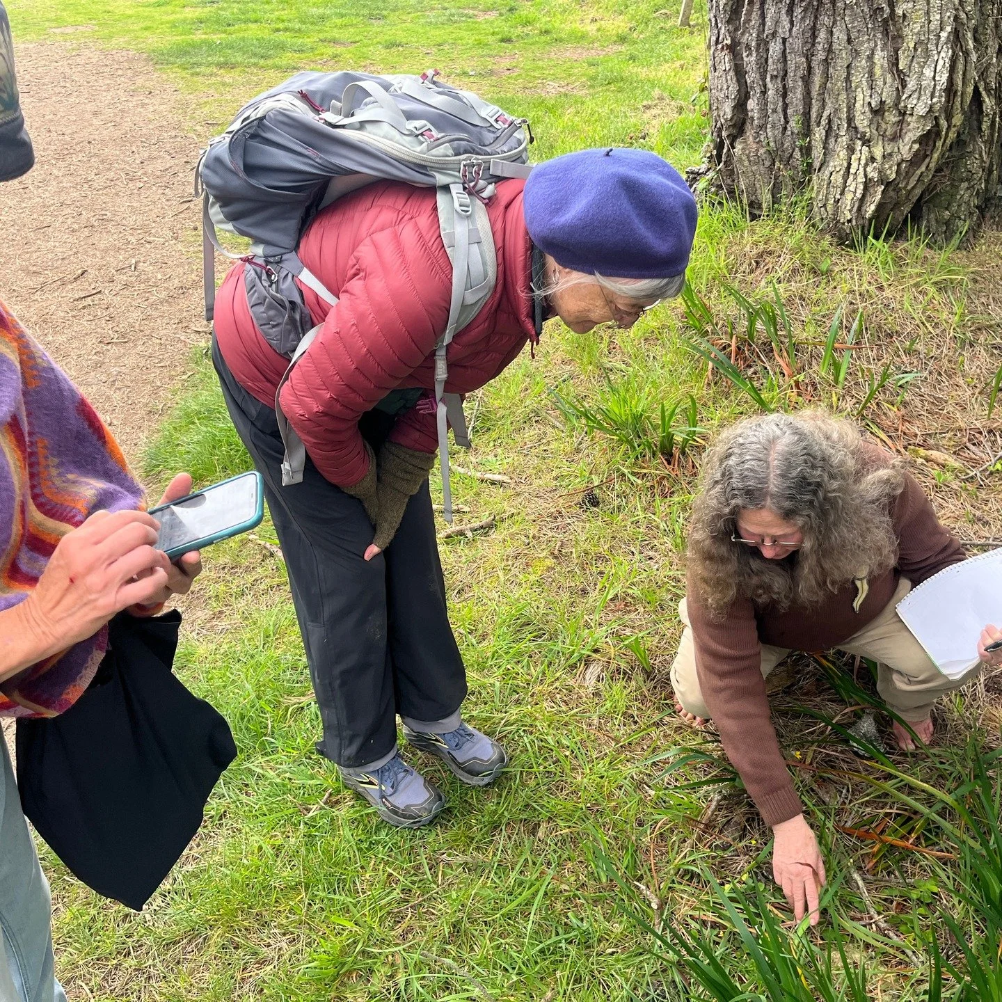 Spring has arrived on the coastal bluffs 🌸🌿

The Jug Handle staff spent time together slowing down, looking closely, and building our knowledge of the incredible plant life that thrives here. From tiny hidden blossoms to bold coastal blooms, each o