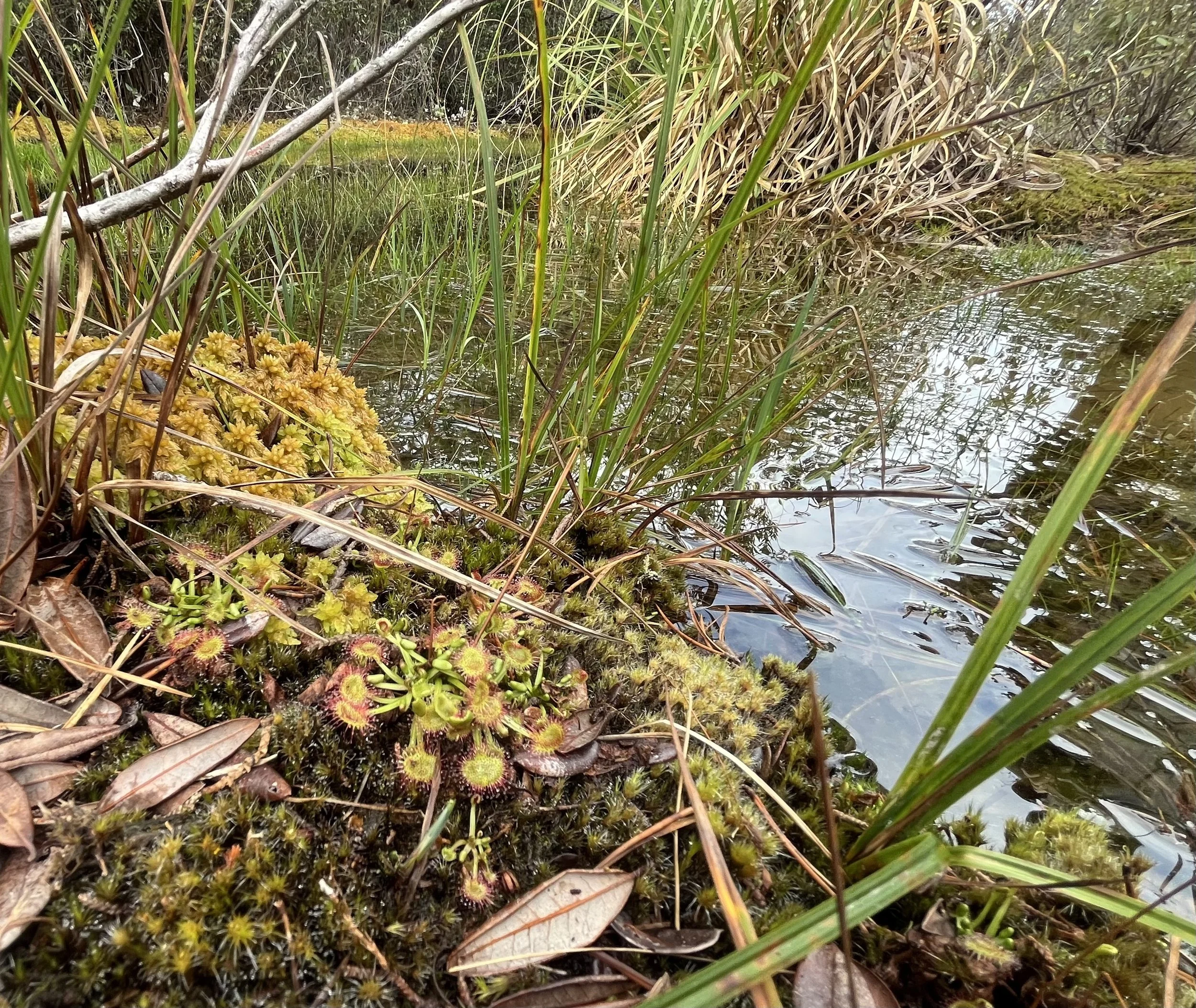 February Bog Walk