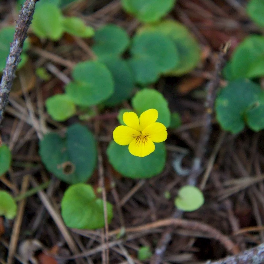 Did you know that not all violets are purple? 

Our precious Redwood Violets (Viola Sempervirens) are a beautiful buttercup yellow. If you look closely, and walk carefully, you see them dotting the forest floor. 

#Jughandle #wildflowers #redwoods #m