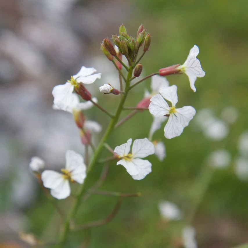 Leaning in and looking closely is one of our favorite things to do, especially in the spring 🌼

On our recent botanical walk, we observed wilder forms of some familiar foods, including wild radish, wild carrot, and wild strawberry.

#wildflowers #ju