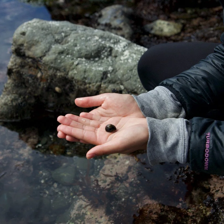 Sue and Heather had a great time taking students out to explore the tide pools at MacKerricher State Park.

Walking and learning, looking closely and inspiring curiosity. Tide pool magic ✨

#jughandlecreek #mendocinocoast #tidepools #outdooreducation