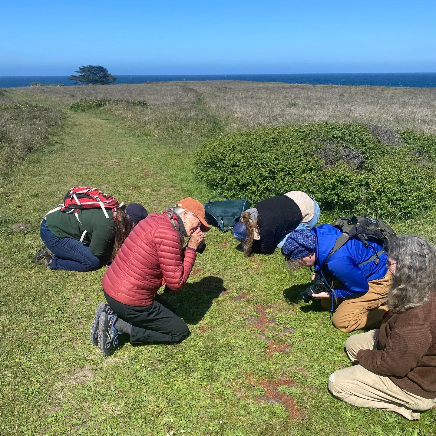 The naturalists at Jug Handle love to spend an afternoon touching grass!

But what are they doing? Look closely. Closer. Closer still.

Why, its Crassula connata, the tiny succulent! Also known as sand pygmy weed.

Would you like to join us on our ne