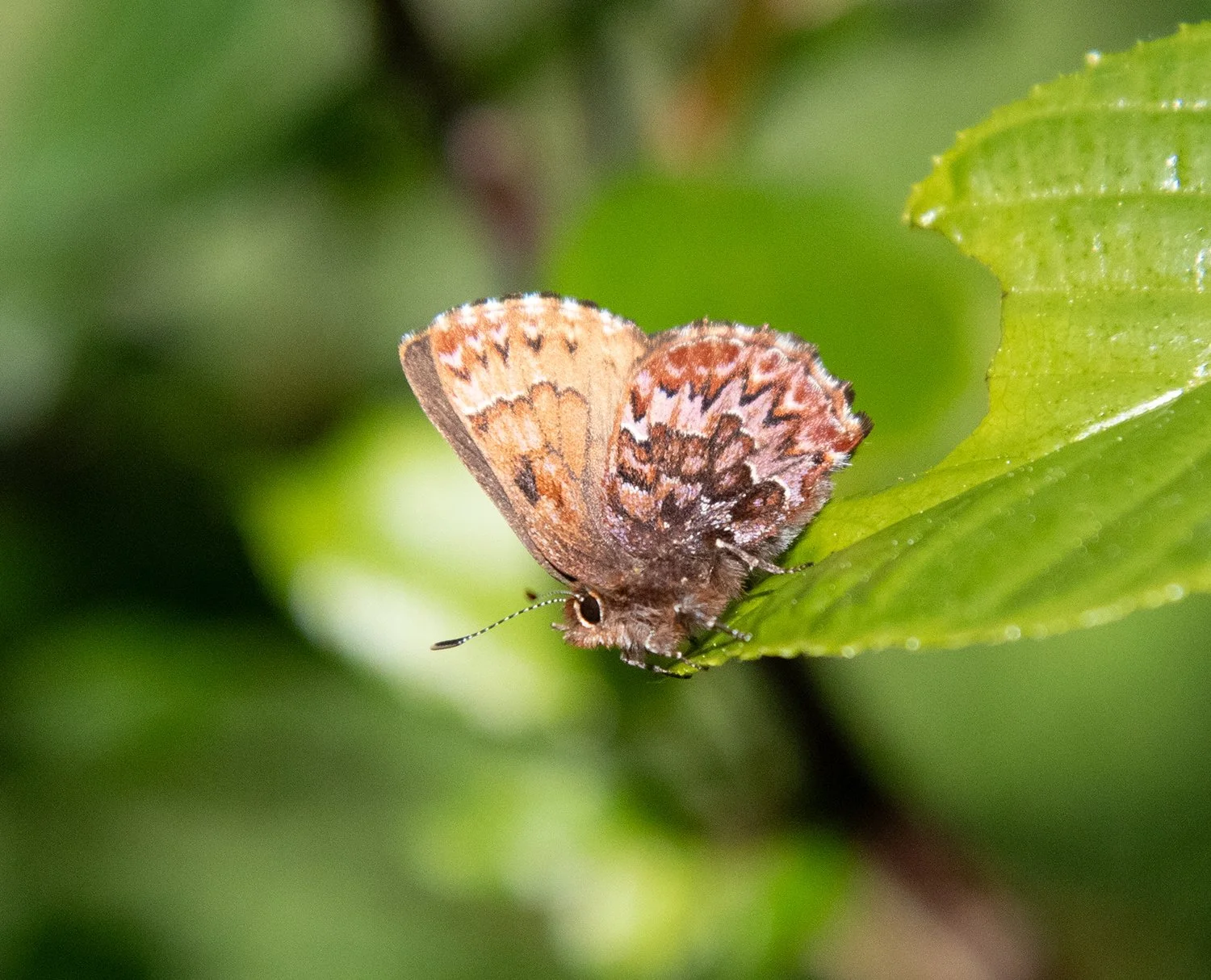 Looking Closely: Finding Beauty in the Small 