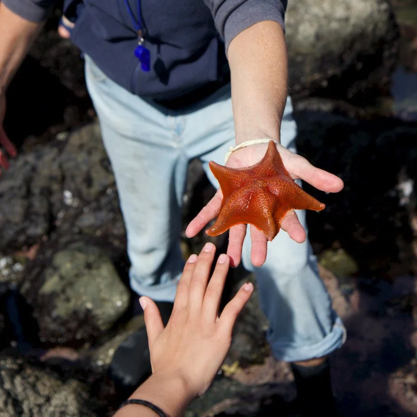 Reach out and touch the stars!

If you are looking to do more than touch grass this summer, sign up for one of our nature guided experiences. From tide pool explorations to guided hikes, our naturalists are here to help you unplug, unwind, and dive i
