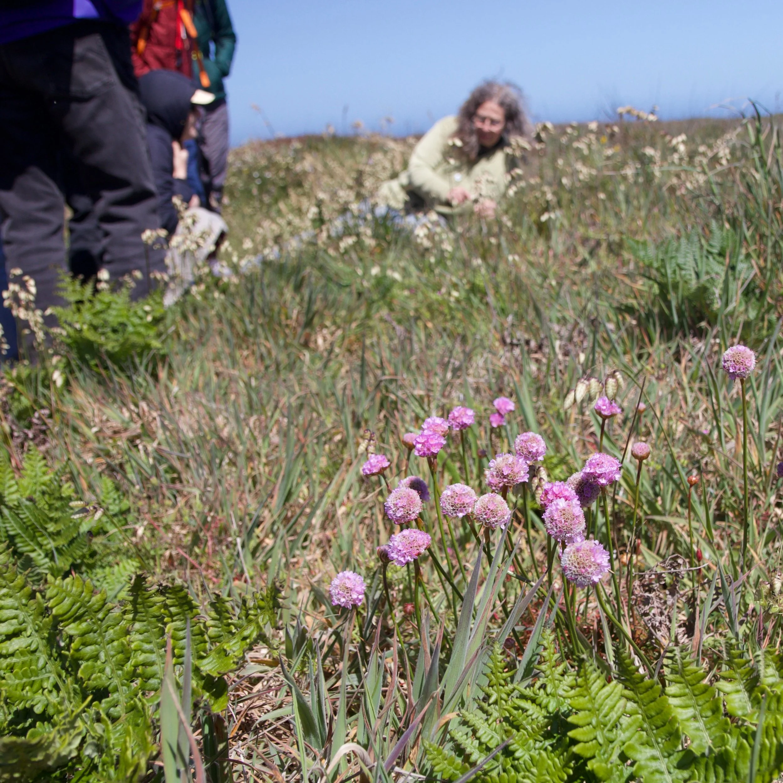 It was a breezy day on Sunday for our Wildflower Walk, but that didn't deter our brave adventurers from exploring the headlands and learning all about the local flora from botanical expert, Alison Gardner. 

Join us for the next one! Sign up for our 