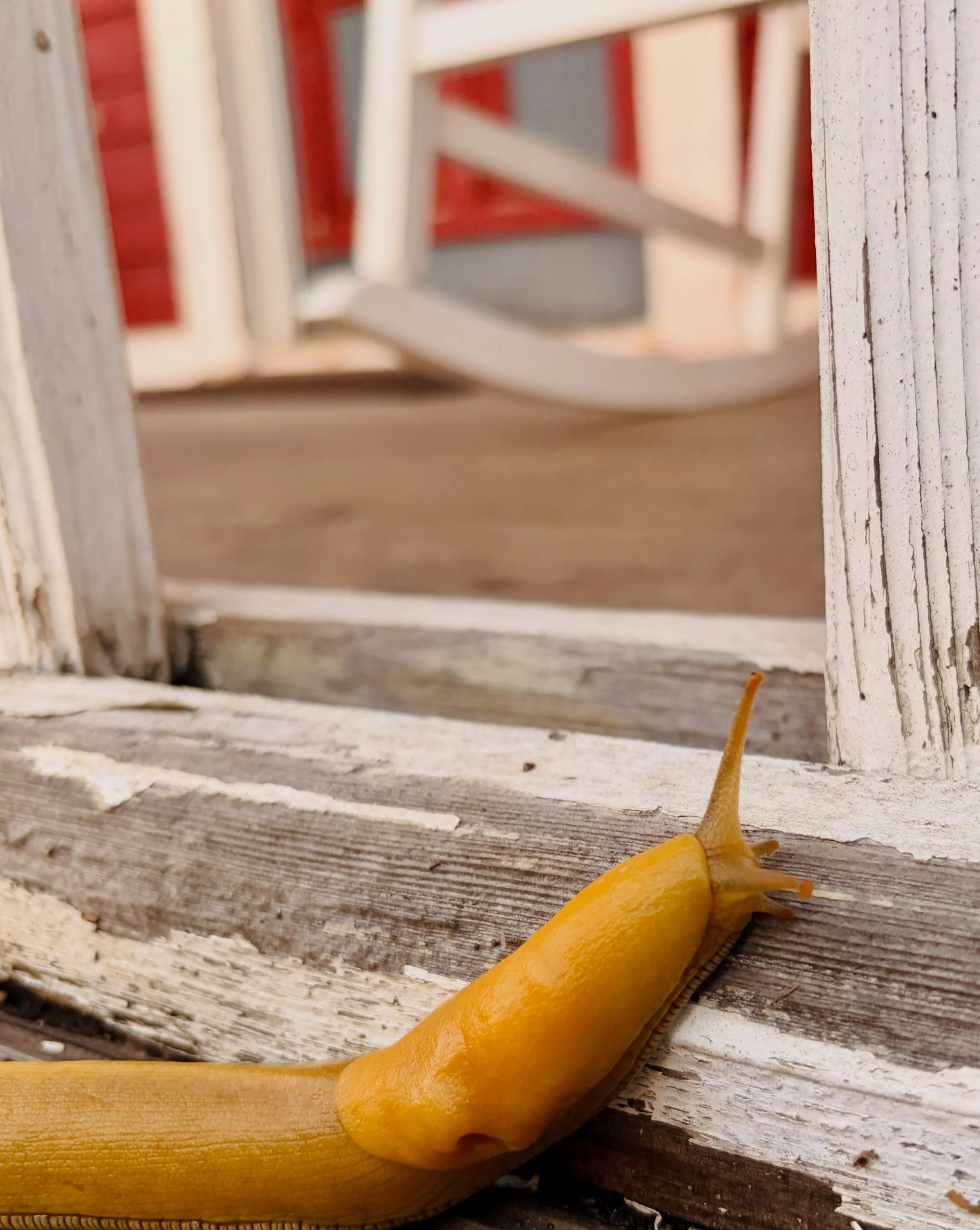 Chillin&rsquo; on the front porch of the Farmhouse tonight catching the sunset and this banana slug decided to do the same. I couldn&rsquo;t quit taking photos. What a cool creature!. 💛 #bananaslug #sluglife #farmhousestay #visitfortbraggca #califor