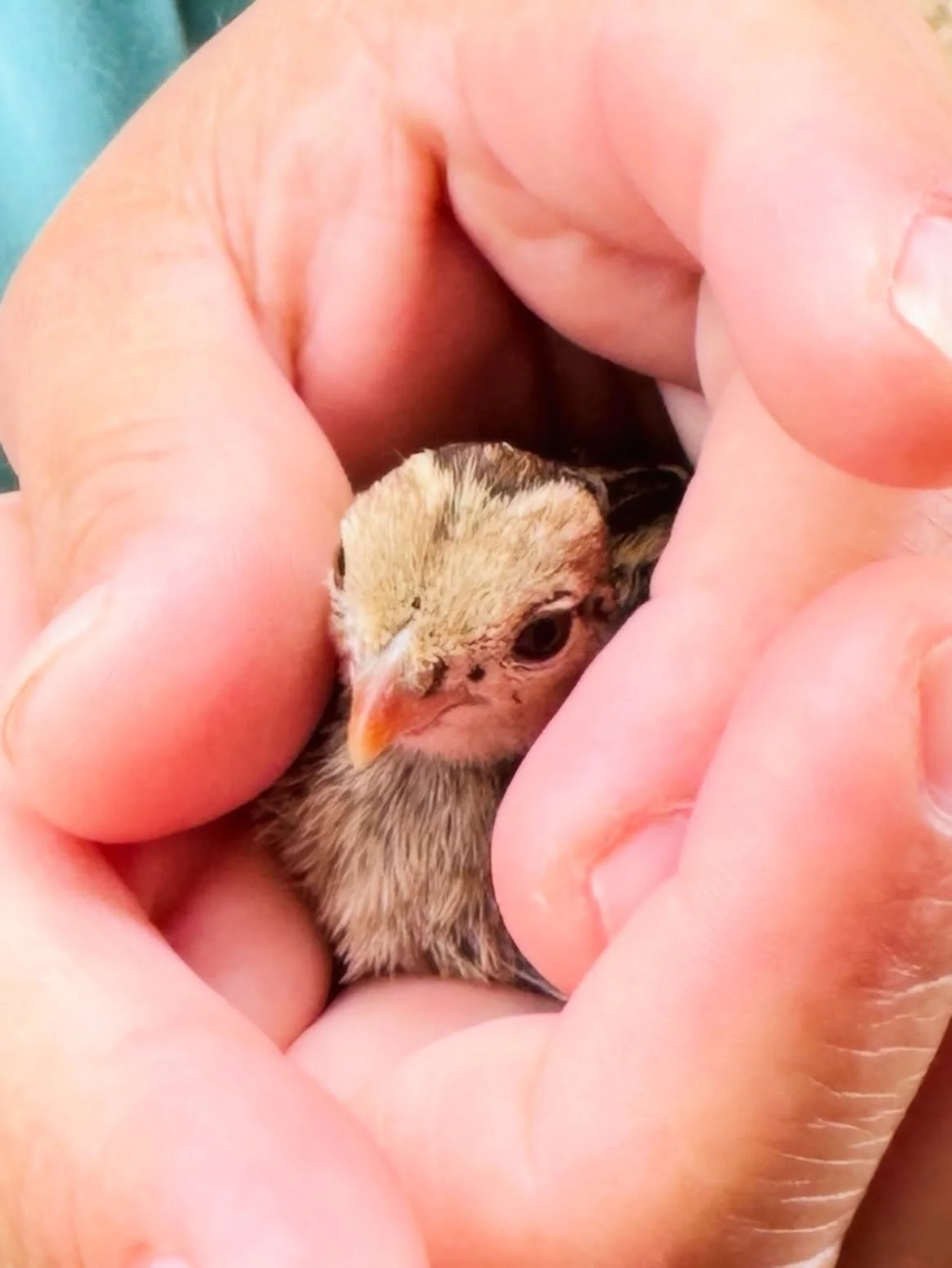 This sweet little nugget flew into our Osprey Cottage today!  Wrong nest, baby!  With great love and care, our housekeeper gently escorted it back outdoors. 💛 #bird #liveinnature #nest #visitcalifornia #mendocinocoast
