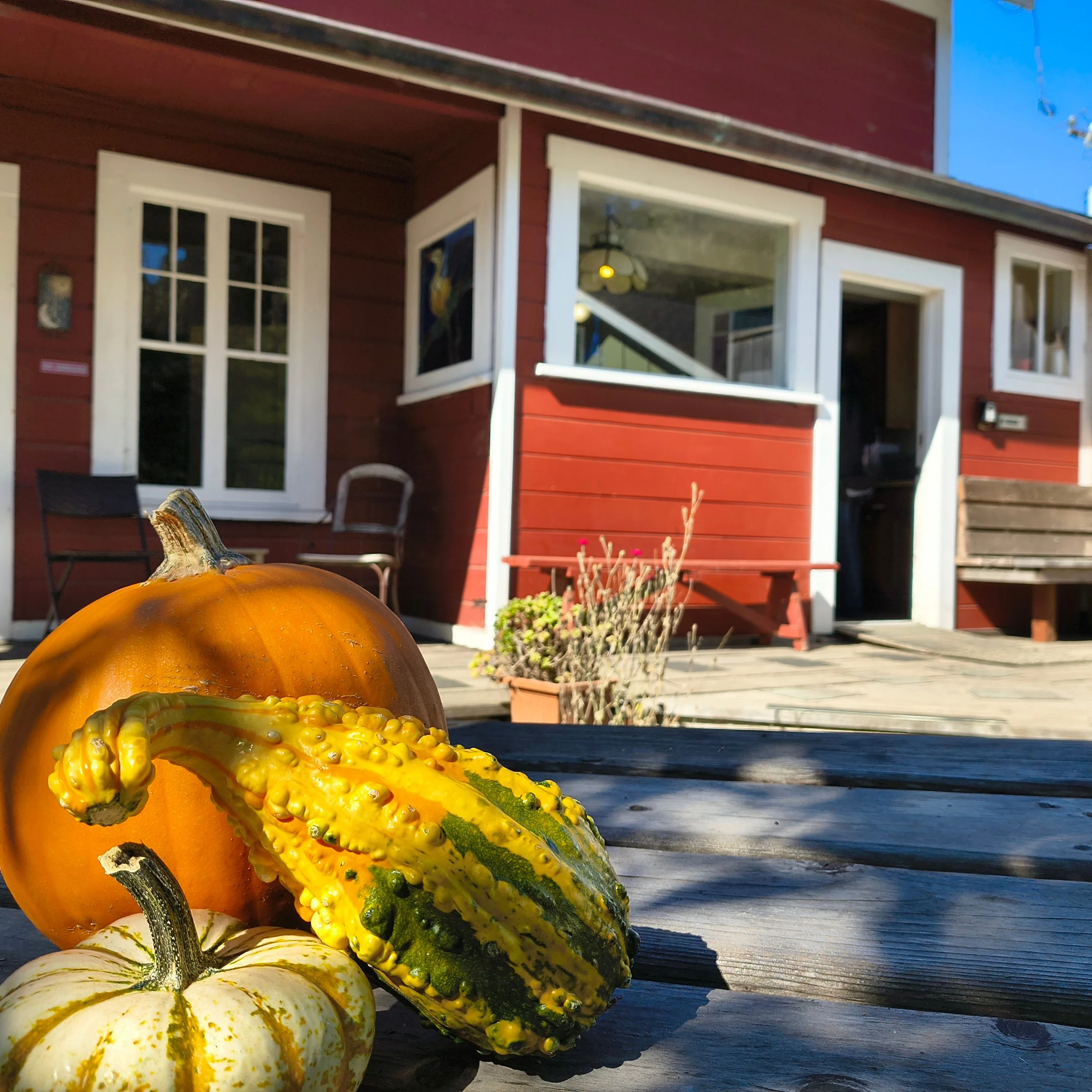 Farmhouse Fall Vibes 🍂

#jughandle #mendocinocoast #fallvibes