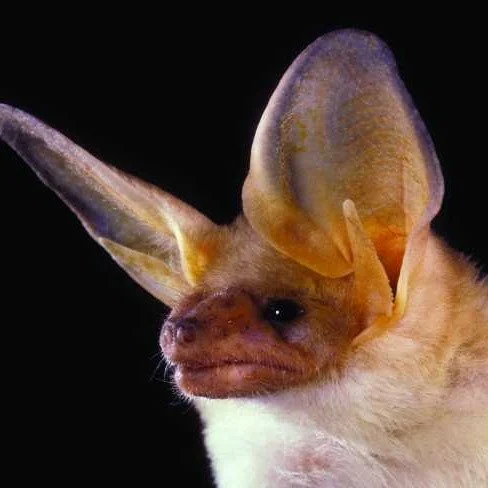 Bats! Come see these amazing creatures, live in person, this Sunday, October 25.

The Pallid bat, scientifically known as Antrozous pallidus, is a remarkable mammal and the sole species of its genus. First described in 1856, it holds the honor of bei