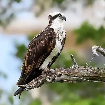 osprey-front-page.jpg