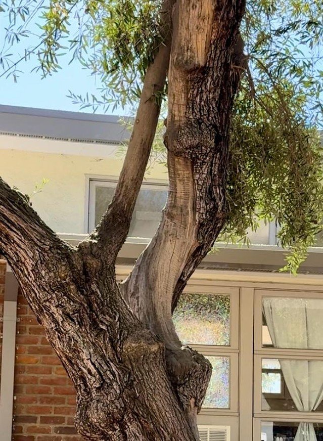 I had so much fun last week, reading with the children in Kindergarten, 2nd and 5th grade classrooms at San Rafael Elementary School where I was visiting Principal for the day. 

Look, do you see a spirit in this tree? I see several actually, I would