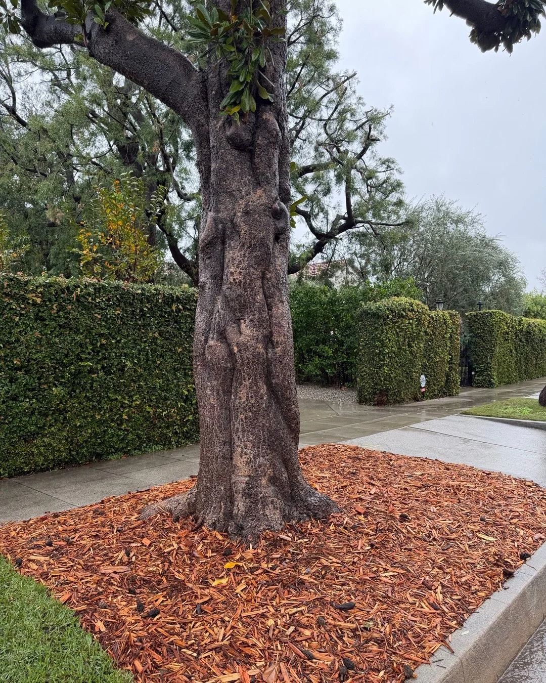 Happy happy new year 🎈 wishing each of you a marvelous and fulfilling 2026 and beyond filled with health and warmth and your dreams in the making. Imagine them dear ones and become them #becoming #treespiritsbook #redhenpress #kategale #louisjanedes