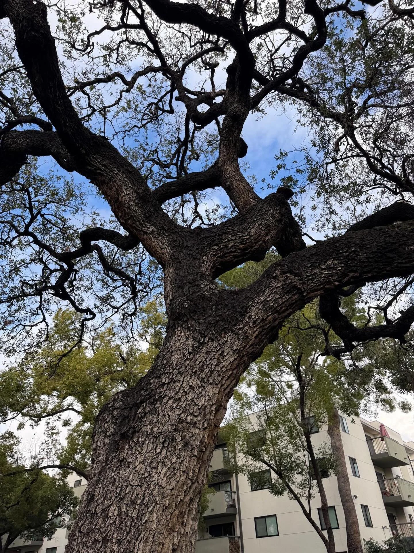 In celebration of the #lunarnewyear2026, what do you see? 

#chinesenewyear #firehorse #firehorse2026 #kidlit