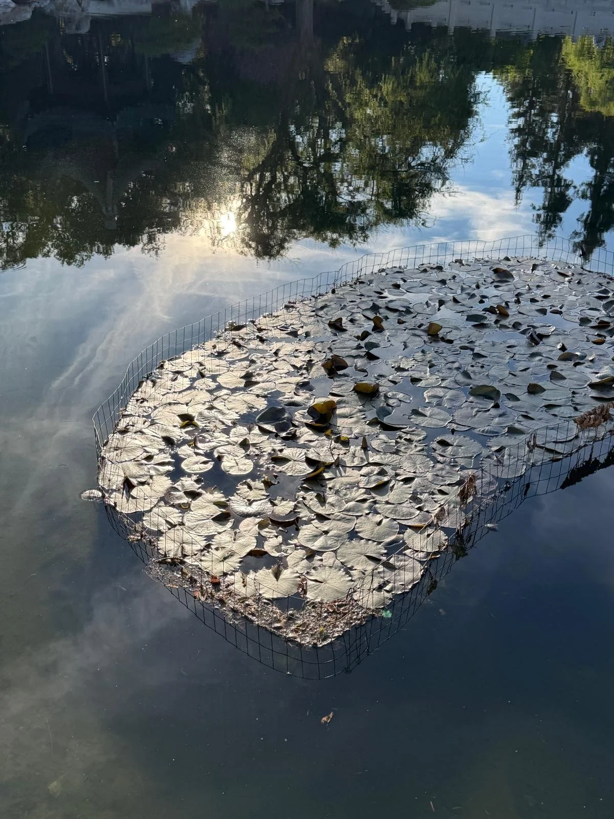 The spirits reveal the early signs of spring in Huntington Gardens this morning.

#spring #treespirit #naturephotography #naturelovers #photooftheday