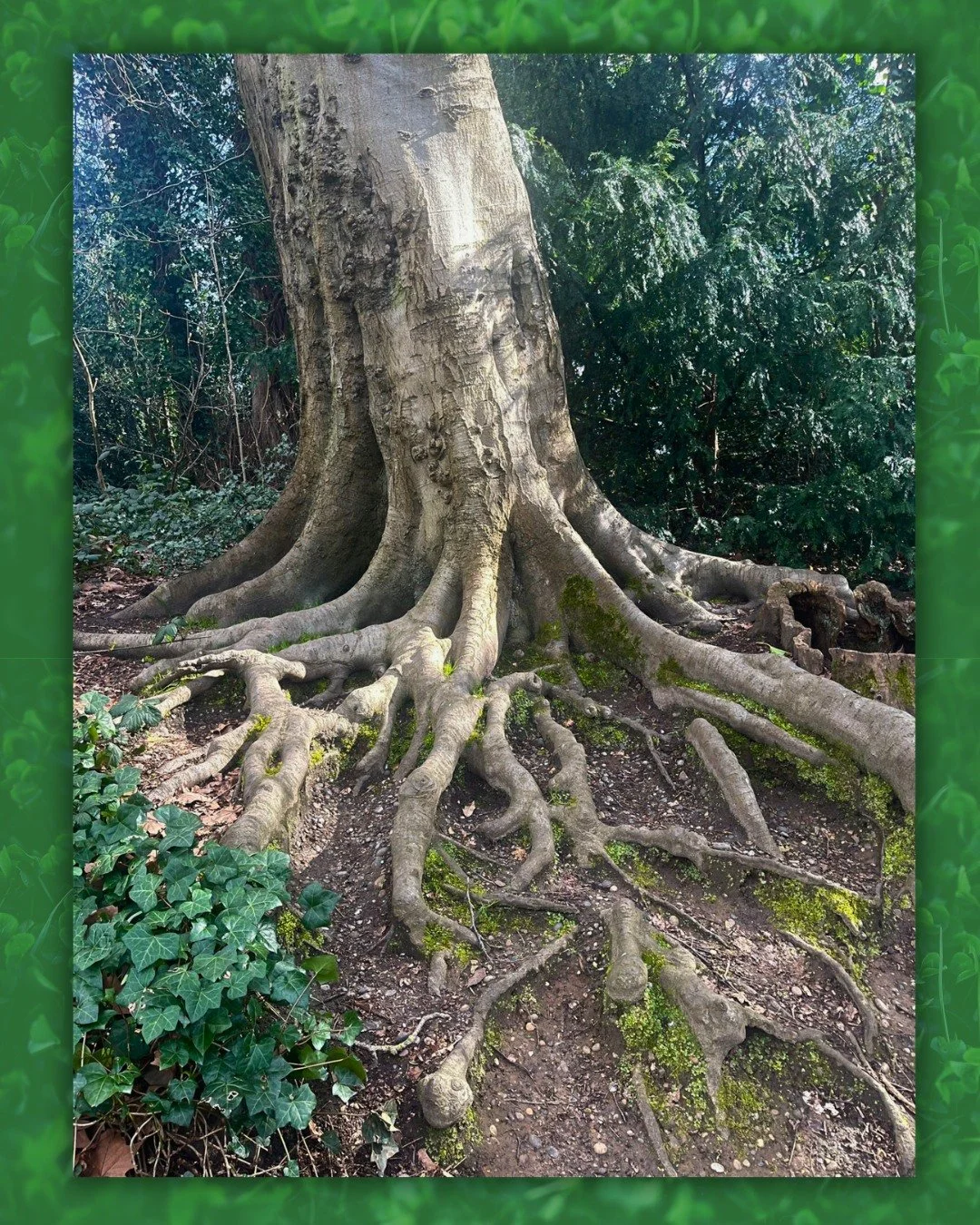 As winter melts into spring, the spirits in the trees reveal the gorgeous green that&rsquo;s been hidden for a time&mdash;but always finds its way to the surface. Wishing you a Happy St. Patrick&rsquo;s Day.

#saintpatricksday #treespirits #happysain