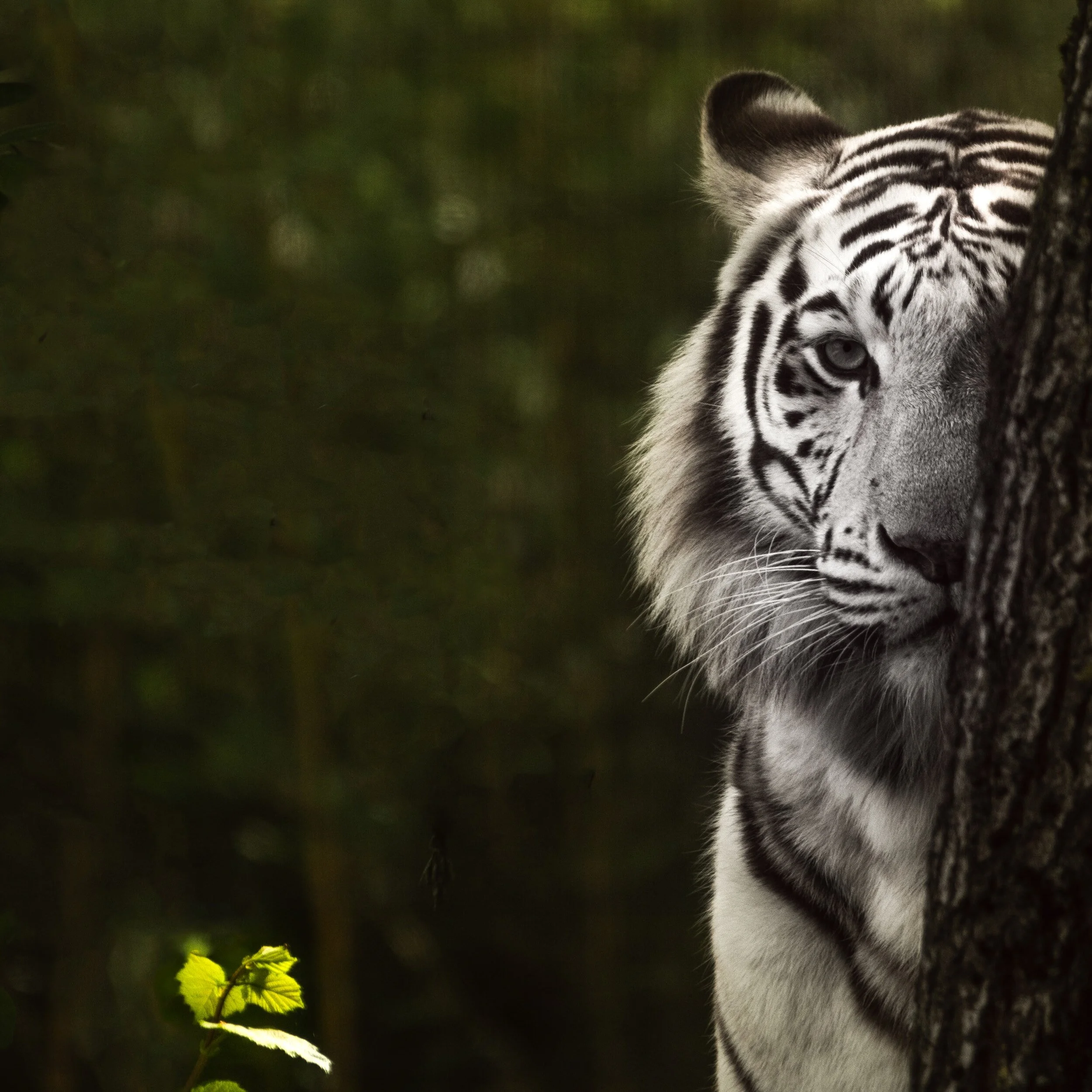 Tigers &amp; Emails: How Yoga Tames the Stress Response