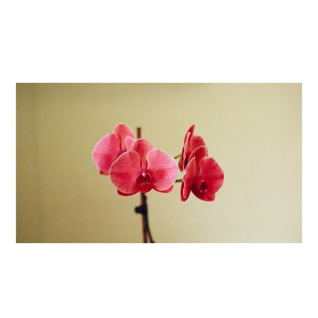 🌺 duty 

35mm and 120 respectively.

#weddingdetails #weddingflowers #madewithkodak #portra400