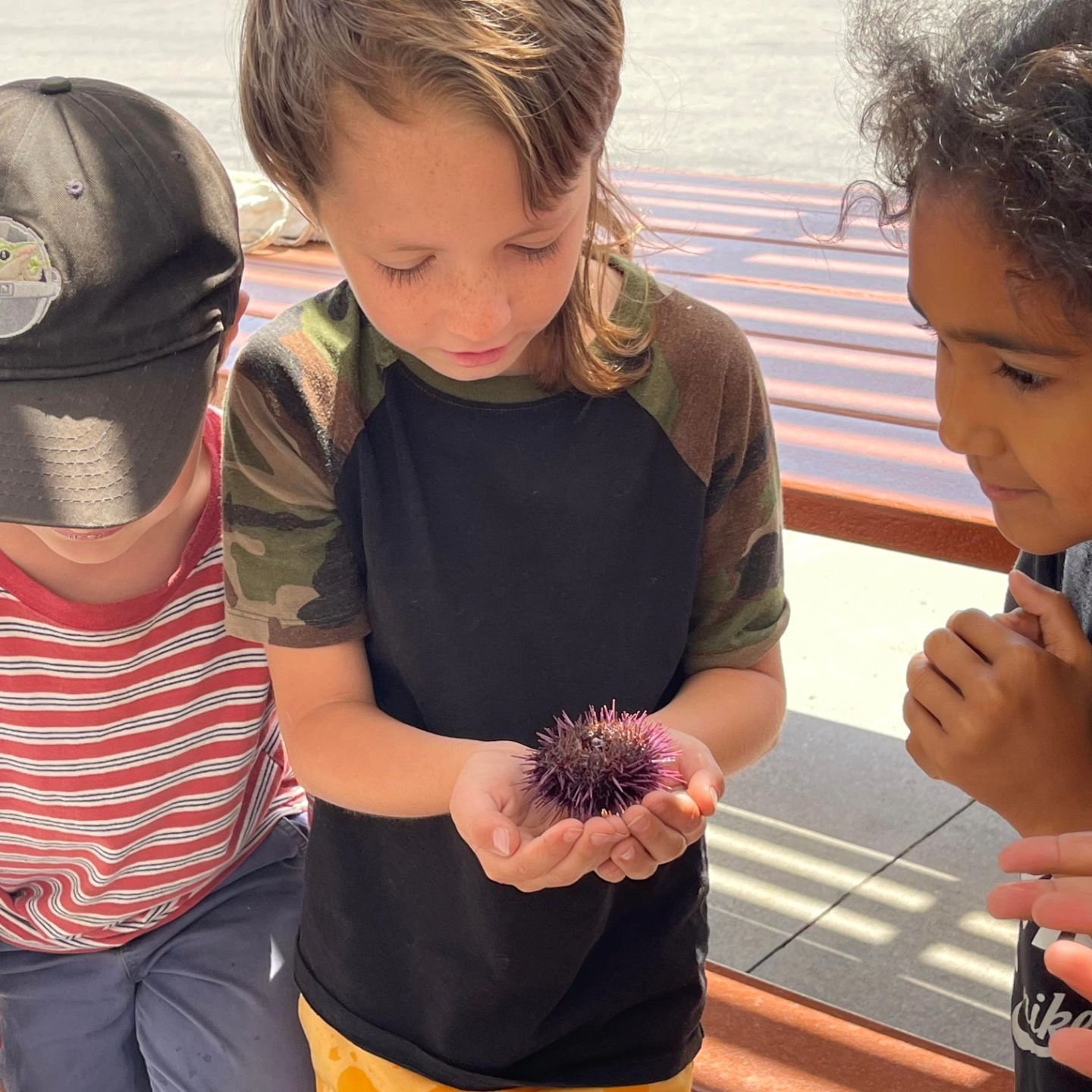 Thanks to TCPS parent Lauren Shipp who is a Visiting Scholar from Scripps Institute of Oceanography, our students had the opportunity to interact with sea urchins and brittle stars, and to observe sea urchin egg fertilization under the microscope thi