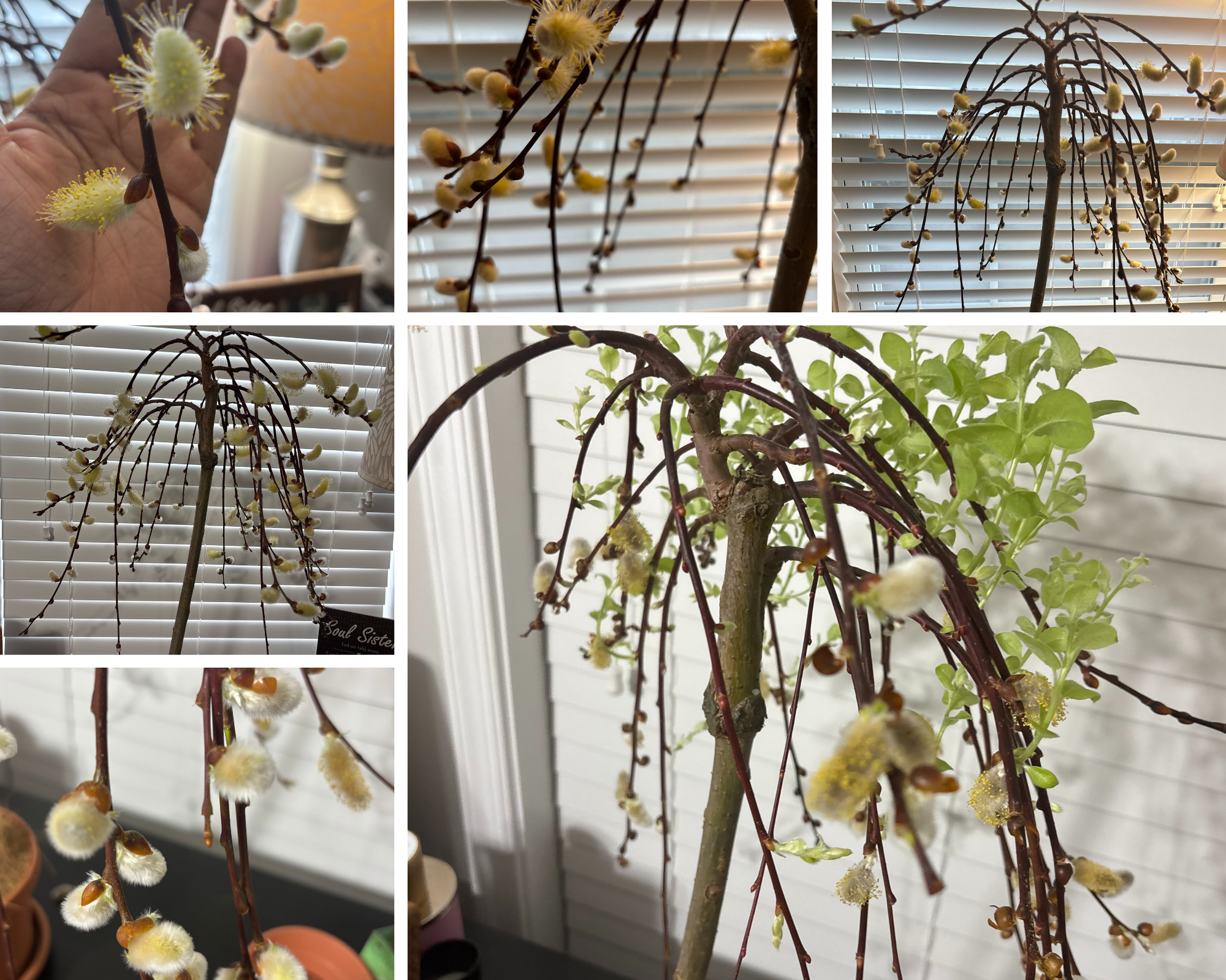 Surrendering to Bloom