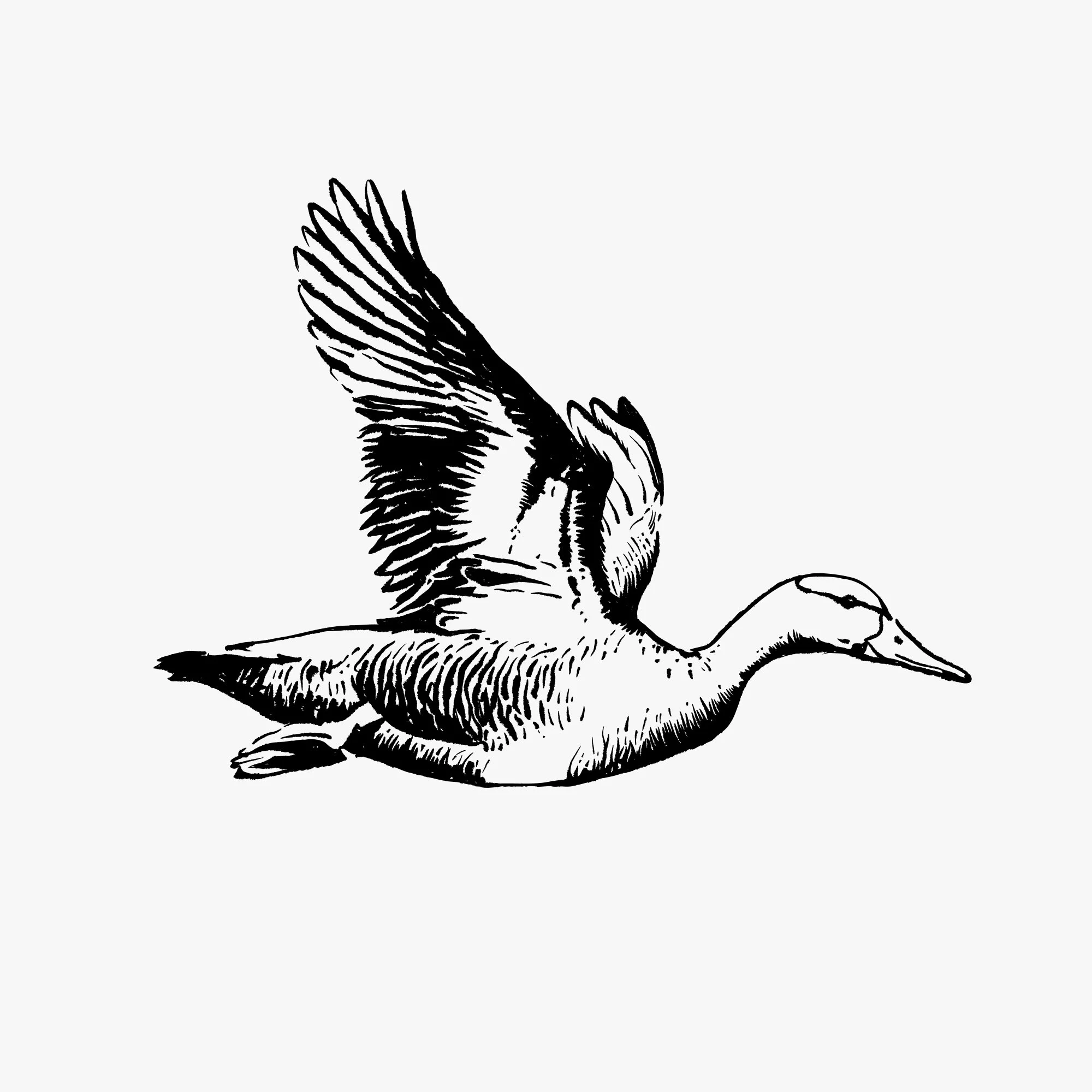 hrvst-illustrations-studio-nido.jpg