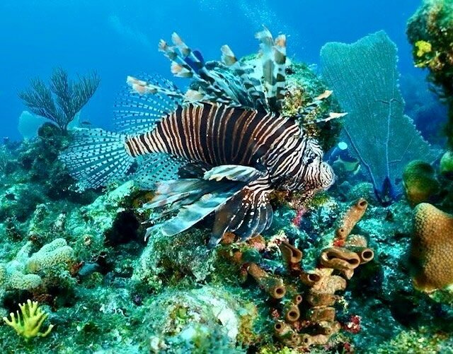 Which location are Lion-fish native to?