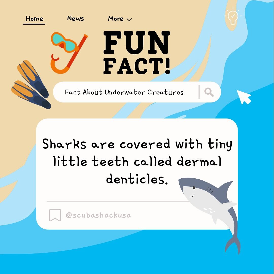 FUN FACT MONDAYS are officially starting! Learn about all of you favorite marine organisms every Monday. Comment an organism you want to learn more about! #funfacts #monday #scubashackusa #marinelife