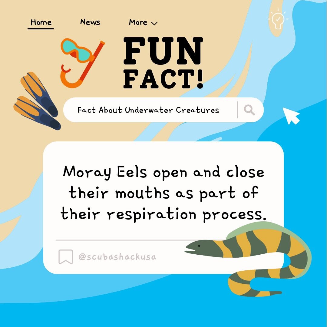 Fun Fact Monday is brought to you by Moray Eels! These slender, predatory bony fishes come in a wide variety of colors and patterns. Sometimes they are called painted eels because of the bright coloration of certain species. #morayeel #scubaclt #funf