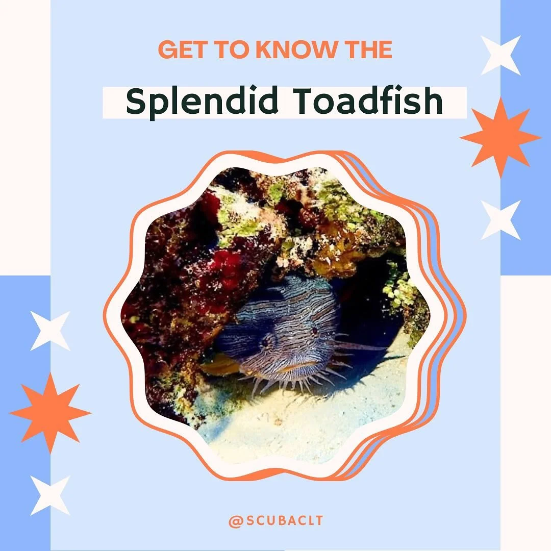 Animal Spotlight: the Splendid Toadfish!! Want to see this funky friend in the wild? Join our team on one of our Cozumel trips #splendidtoadfish #scubaclt #scubashackusa