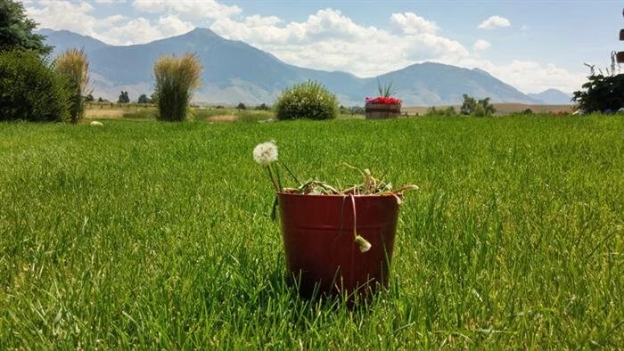 5 Tools For Pulling Weeds from Your Heart