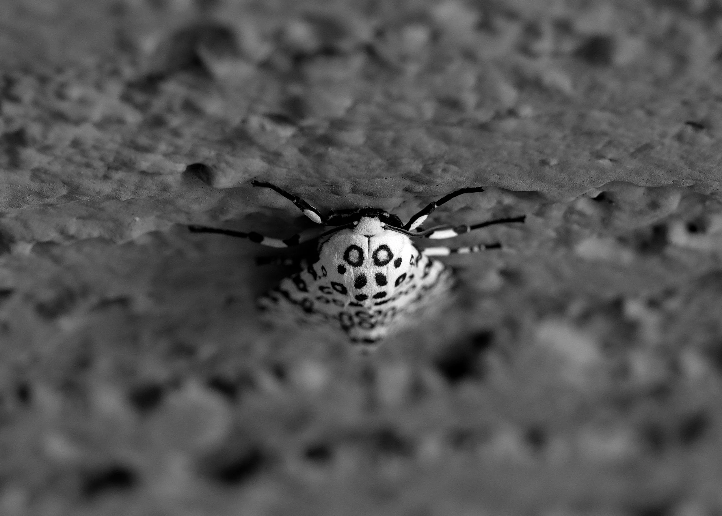B&W-Moth_02-(WEB).jpg