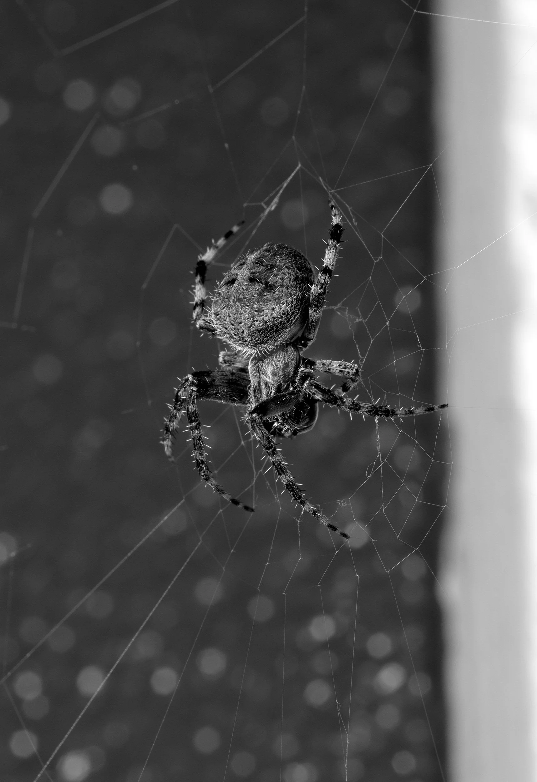 Macro Insects