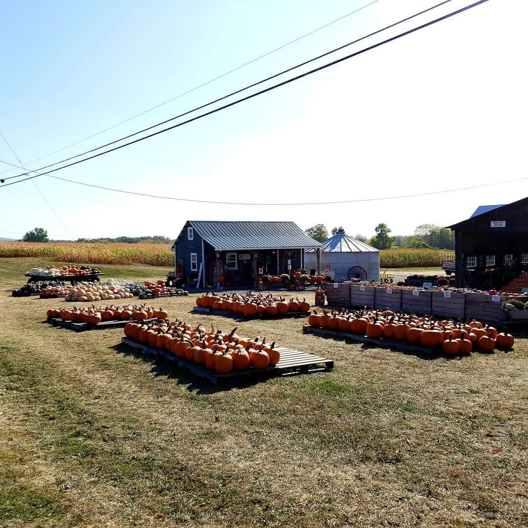We have officially moved into pumpkin season! 
🎃🎃🎃🎃🎃🎃🎃🎃🎃🎃🎃
Open Daily  10AM-6PM 
7844 State Rte 414, Ovid, NY

www.ThePumpkinStand.com