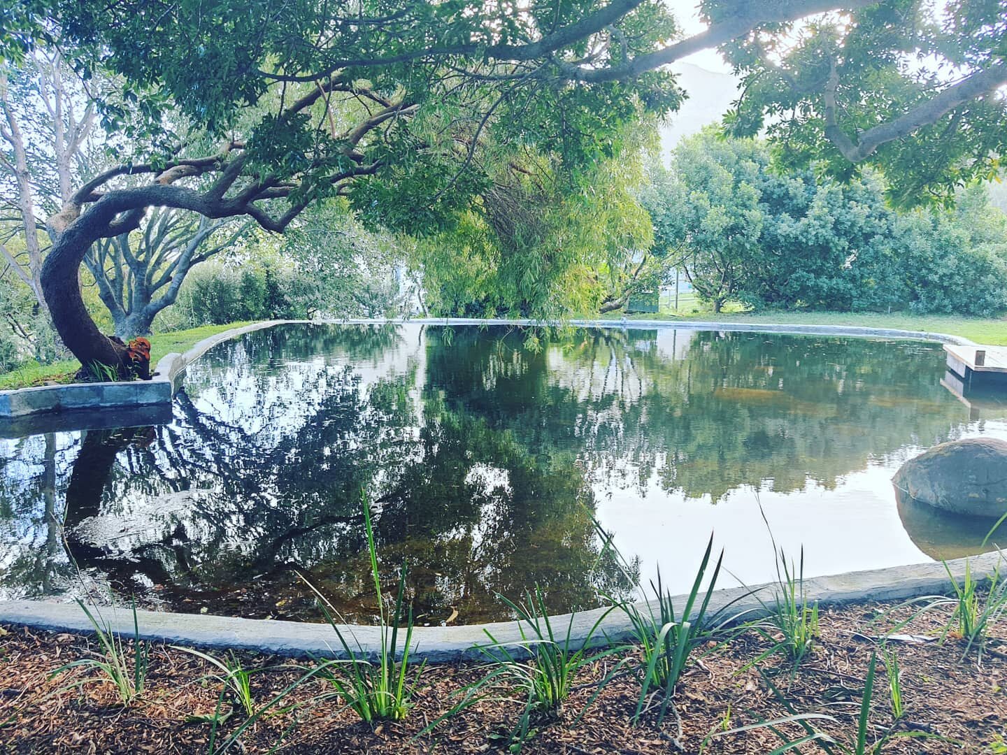 Thanks to the excellent rains Cape Town has been receiving, our beautiful farm style dam is full to the brim. @kinghornsgardens #thisissouthafrica #capetown #capetownsouthafrica #kinghornsgardens #dam #nature #accommodation #noordhoek #nature #luxury