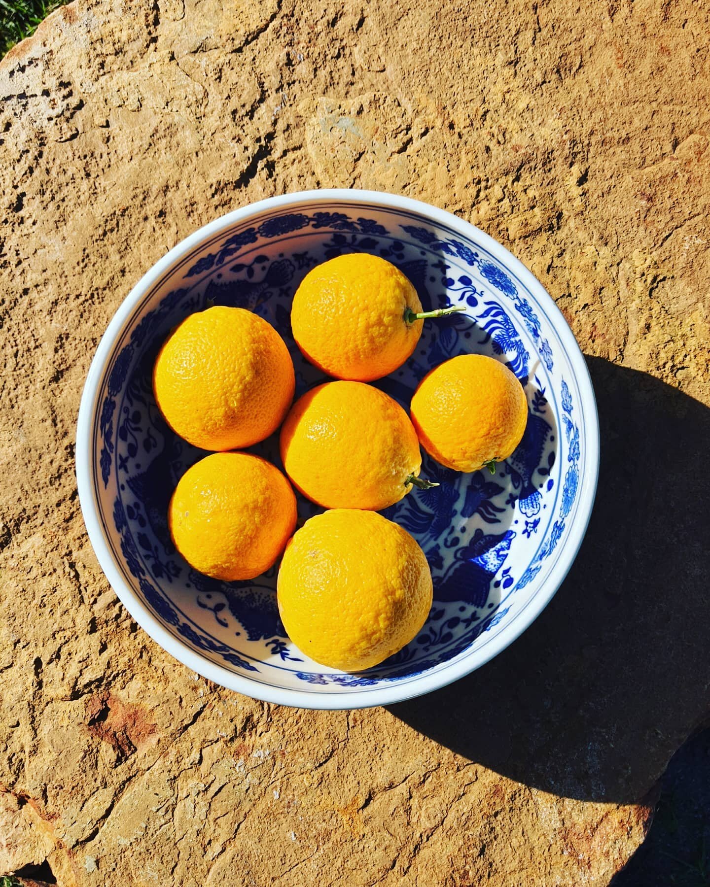 First Valencia Orange harvest @kinghornsgardens #thisissouthafrica #capetownsouthafrica #gardens #kinghornsgardens #noordhoek #luxuryselfcatering #chapmanspeak