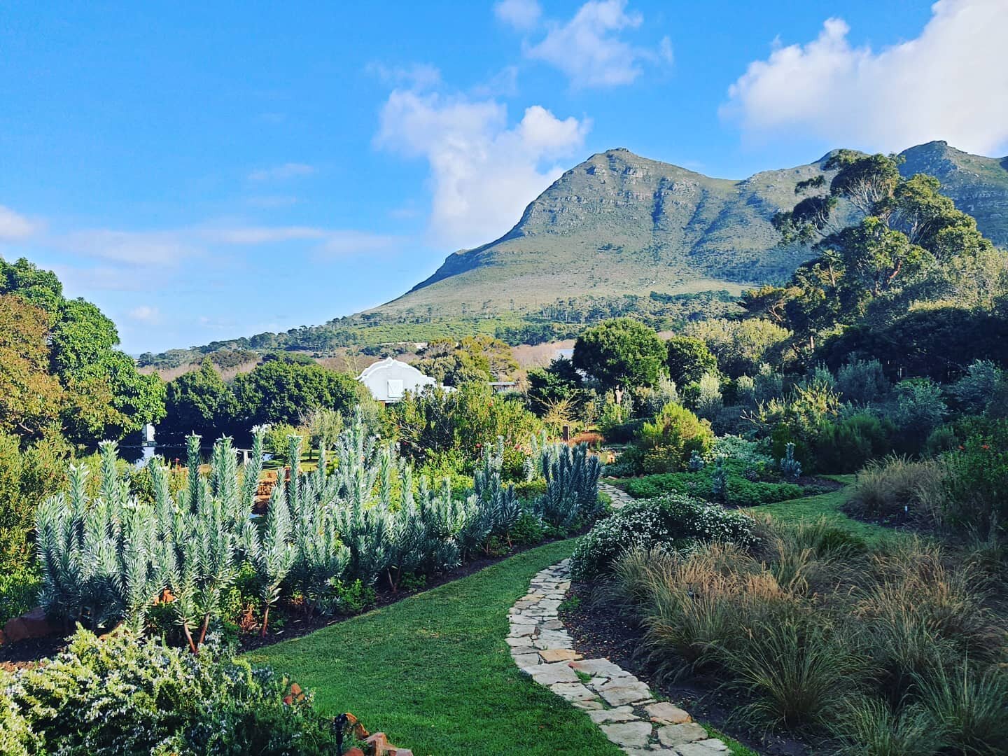 One of those beautiful sunny cape winter days. @kinghornsgardens #thisissouthafrica #capetownsouthafrica #kinghornsgardens #capetown #gardens #nature #accommodation #luxuryselfcatering #luxury #noordhoek #gardening