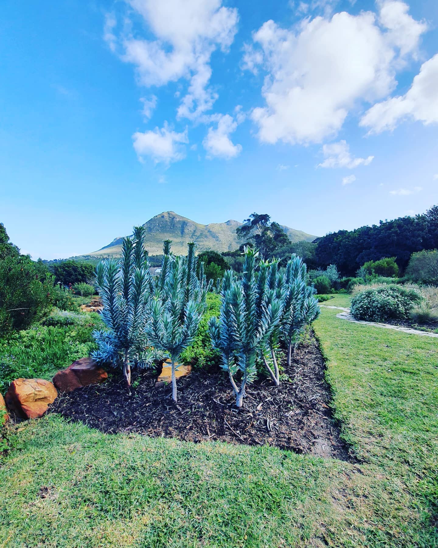 The critically endangered Silver tree, or Leucadendron Argenteum thrives in the gardens! We are proud that our conservation efforts are paying off @kinghornsgardens #thisissouthafrica #capetownsouthafrica #capetown #nature #leucadendronargenteum #gar