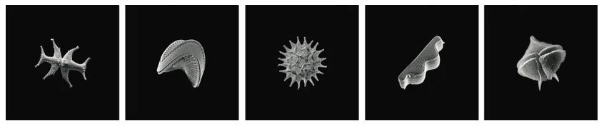 Andreas Greiner
Photosculptures (Michelangelo, Auguste, Henry, Rebecca & Joseph), 2015 
Scanning electron microscope of various algae, fine art print on Hahnemühle Photo Rag
Fünfteilig, je 23,8 x23,8 cm, gerahmt
Edition 2/3 + 2 AP