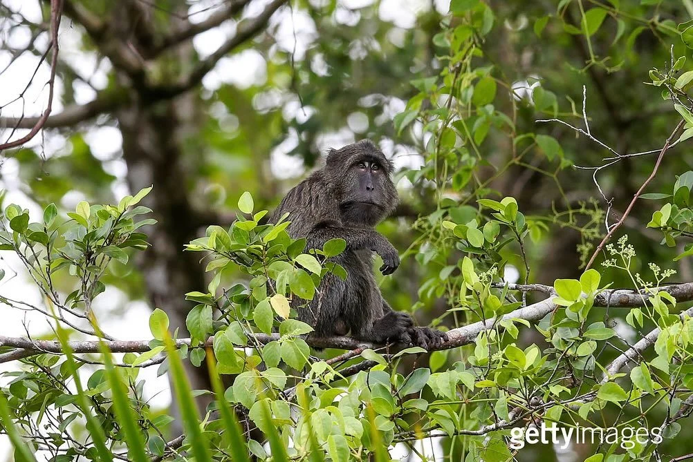 Saving Simeulue&rsquo;s Last Long-Tailed Macaque

SIMEULUE, INDONESIA - JULY 24-28 
The Simeulue long-tailed macaque (Macaca fascicularis fusca) is one of the world&rsquo;s most endangered primates, found only on Simeulue Island off the west coast of