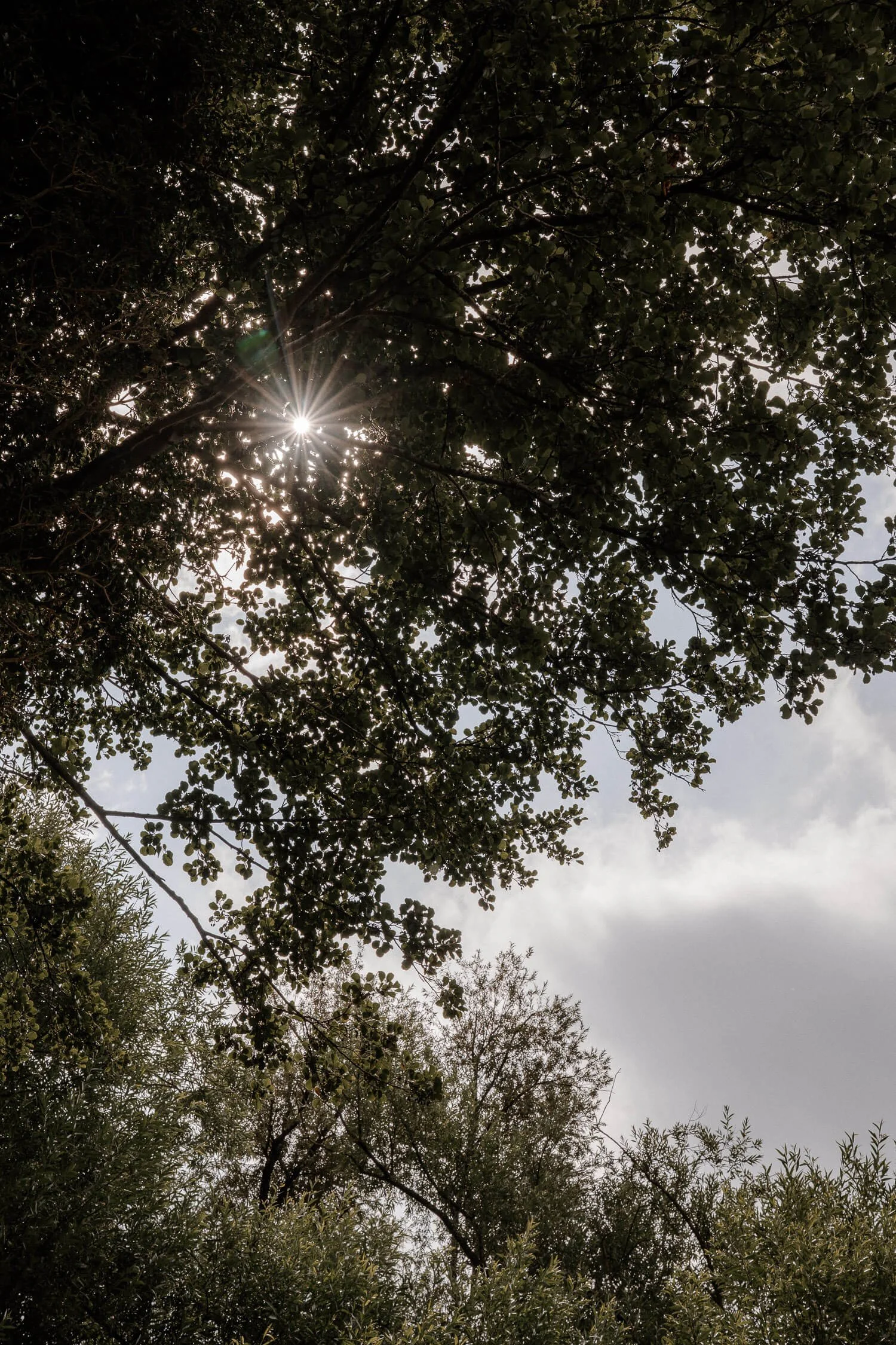 Sonnenstern durch Baumkrone, Naturdetail/Atmosphäre – roseninsel starnberger see sonnenstern baumkrone stimmung detailaufnahme