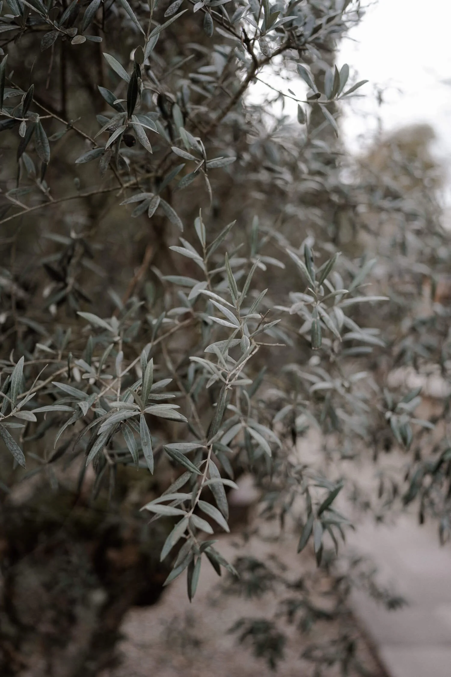 Olivenbaum-Zweig im Garten der Hochzeitslocation Morrhof