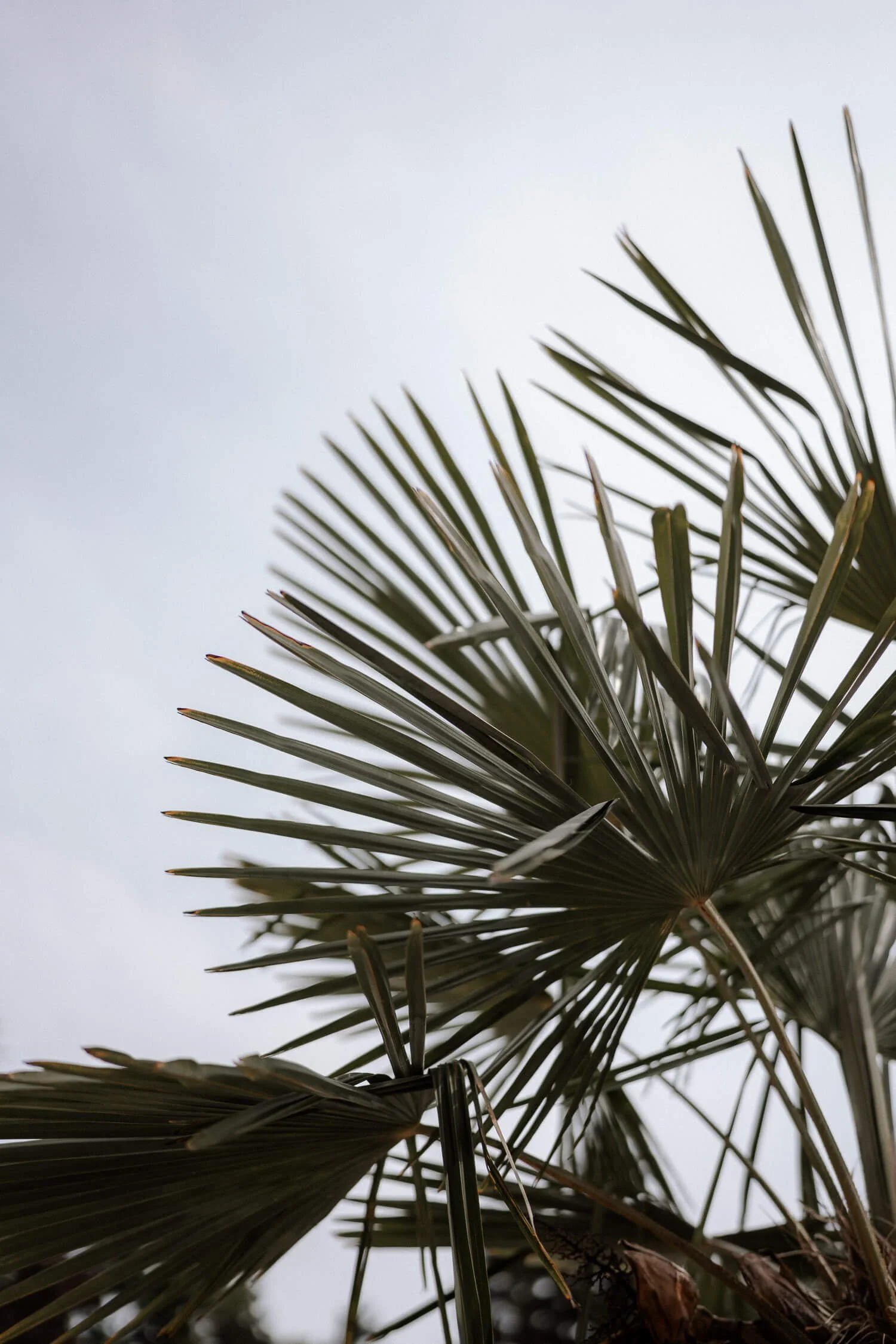 Palmenblätter im Garten vom La Villa am Starnberger See