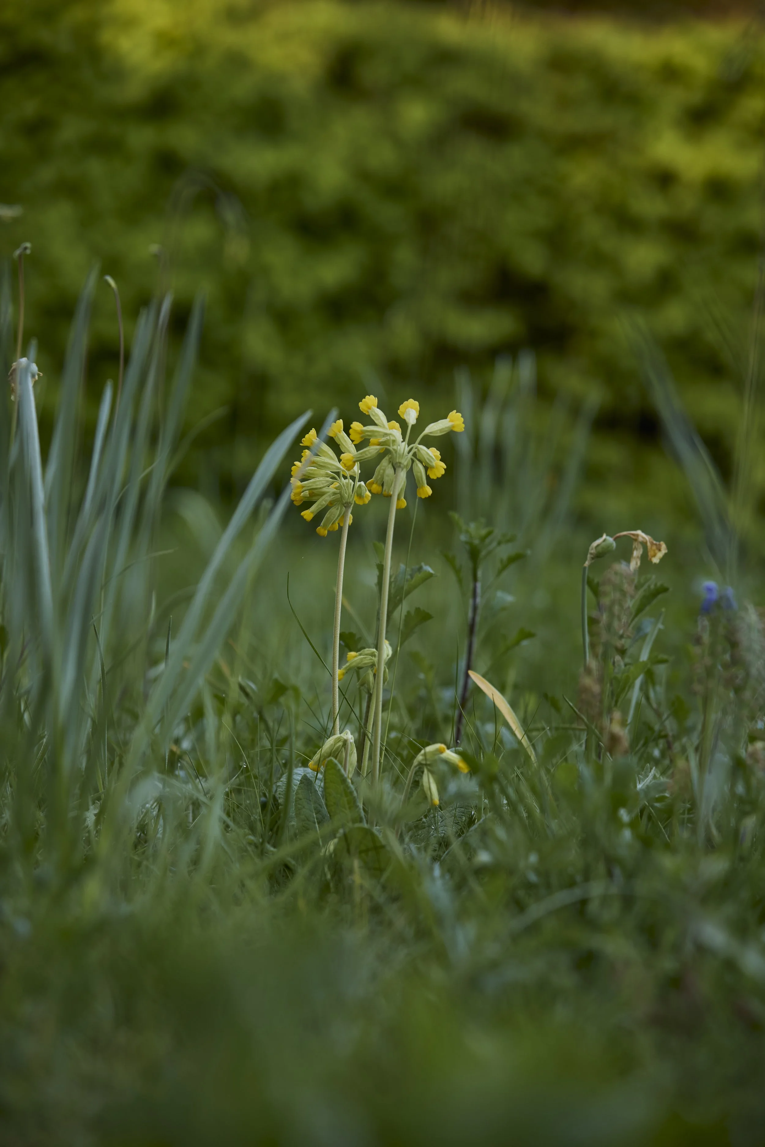 260422_Rustling_End_Herts_Spring_00448.jpg