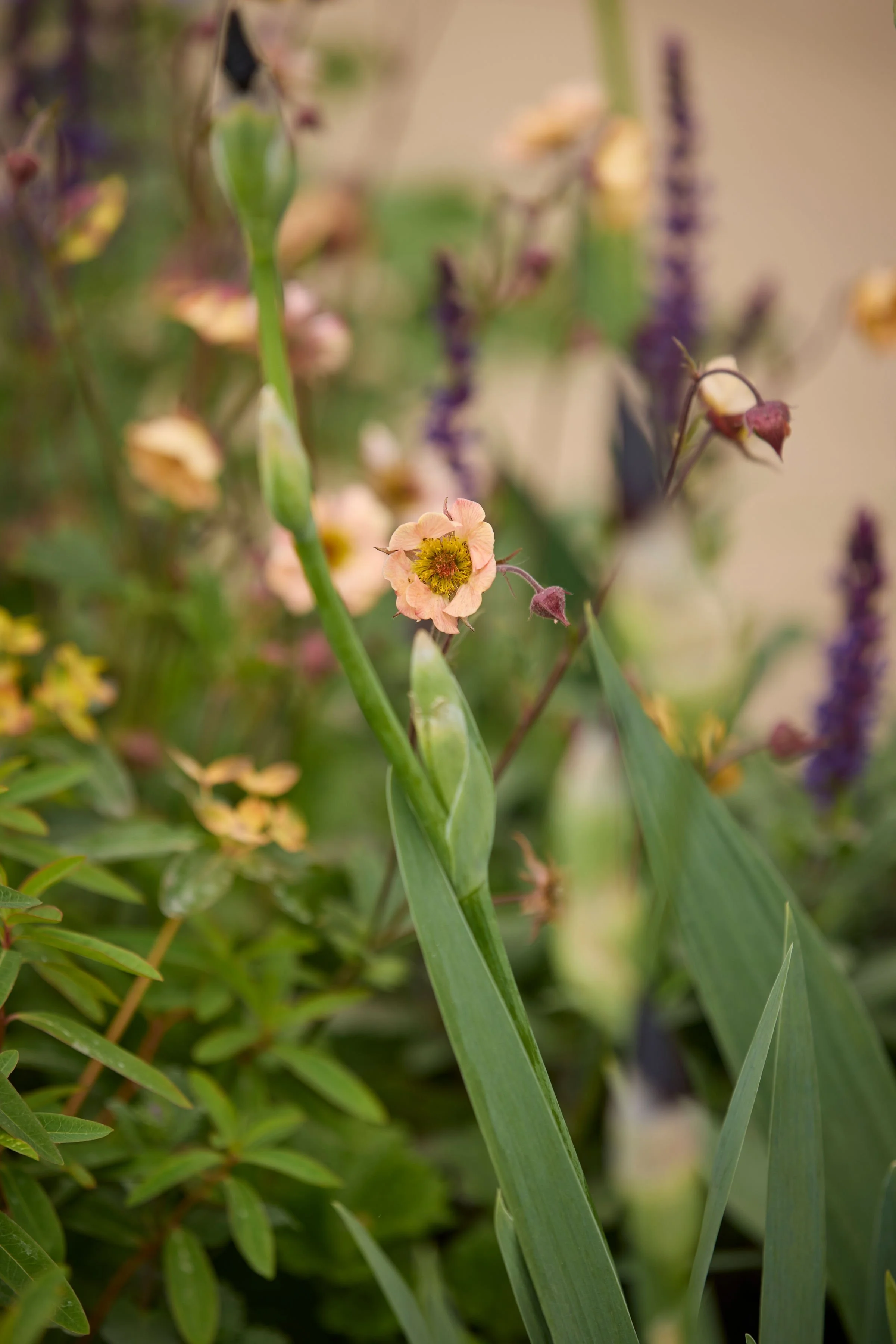 260515_RHS_Rob_Hardy_Trussell_001009.jpg