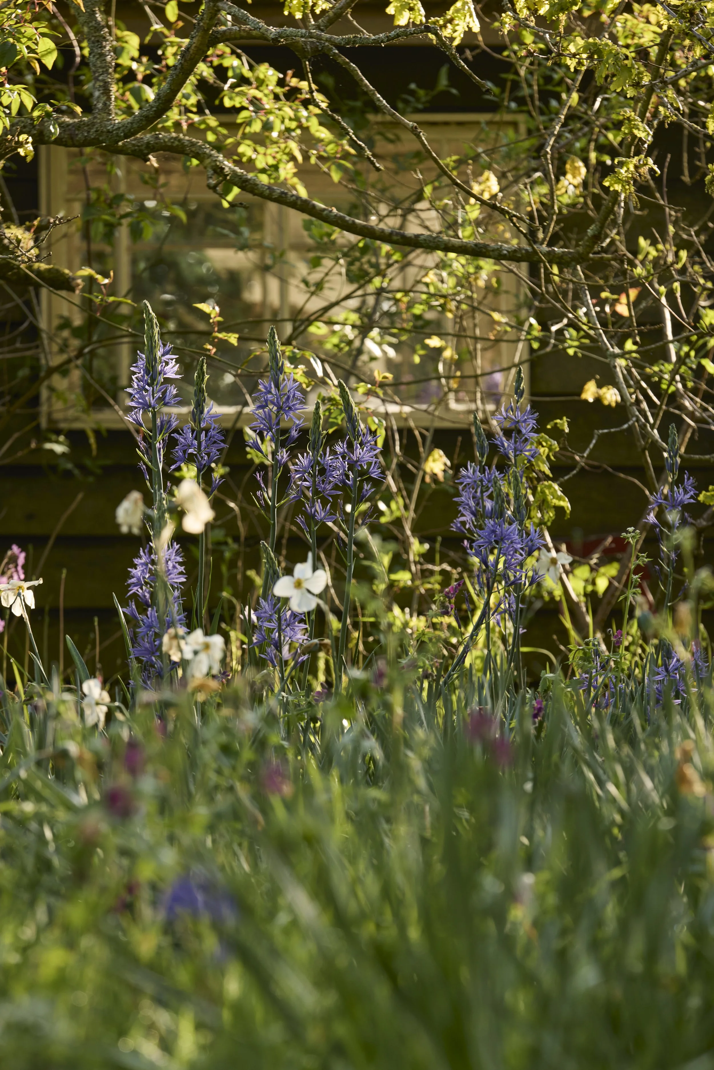 260422_Rustling_End_Herts_Spring_00549.jpg
