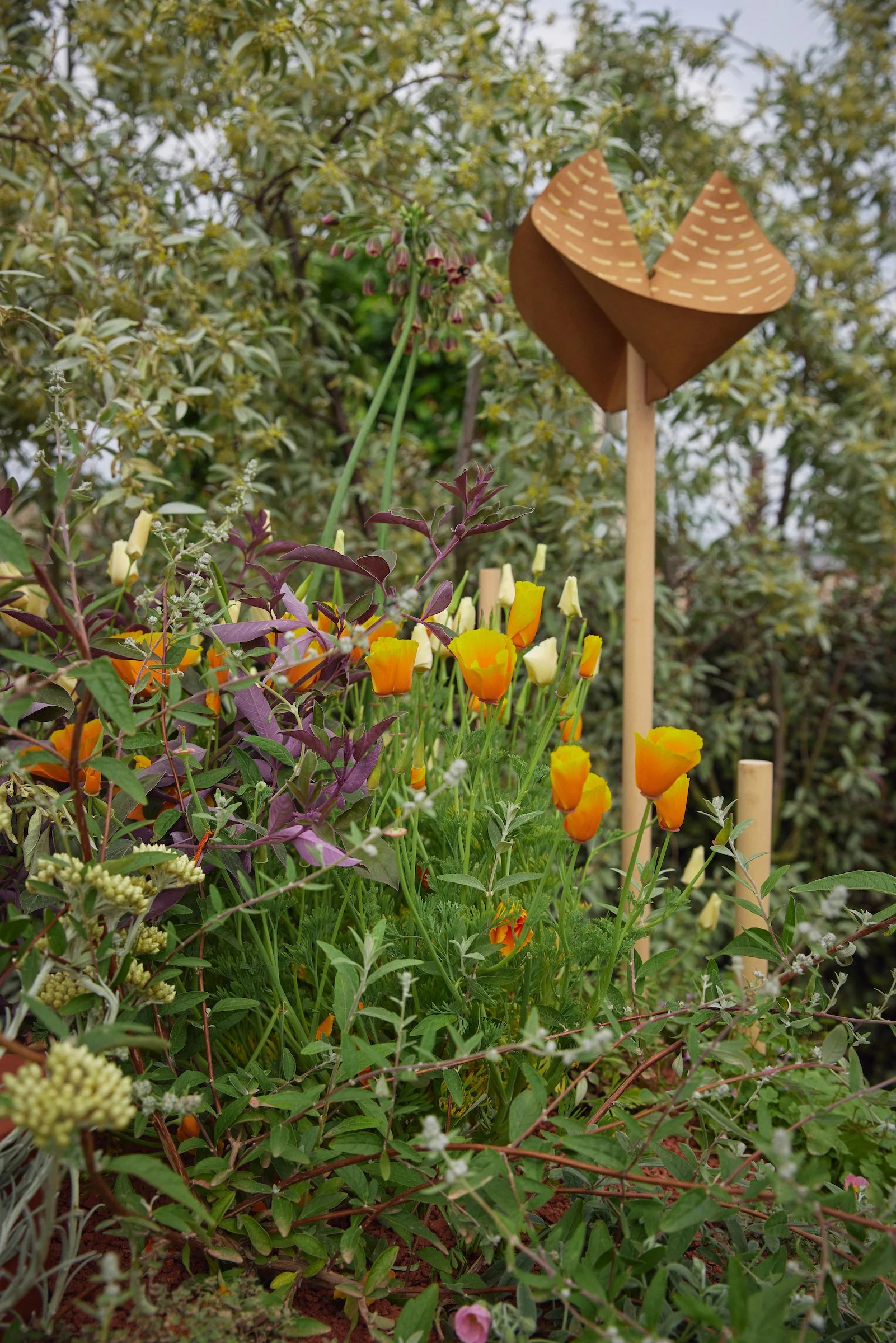 240519_RHS_Chelsea_Giulio_Giorgi_00228.jpg