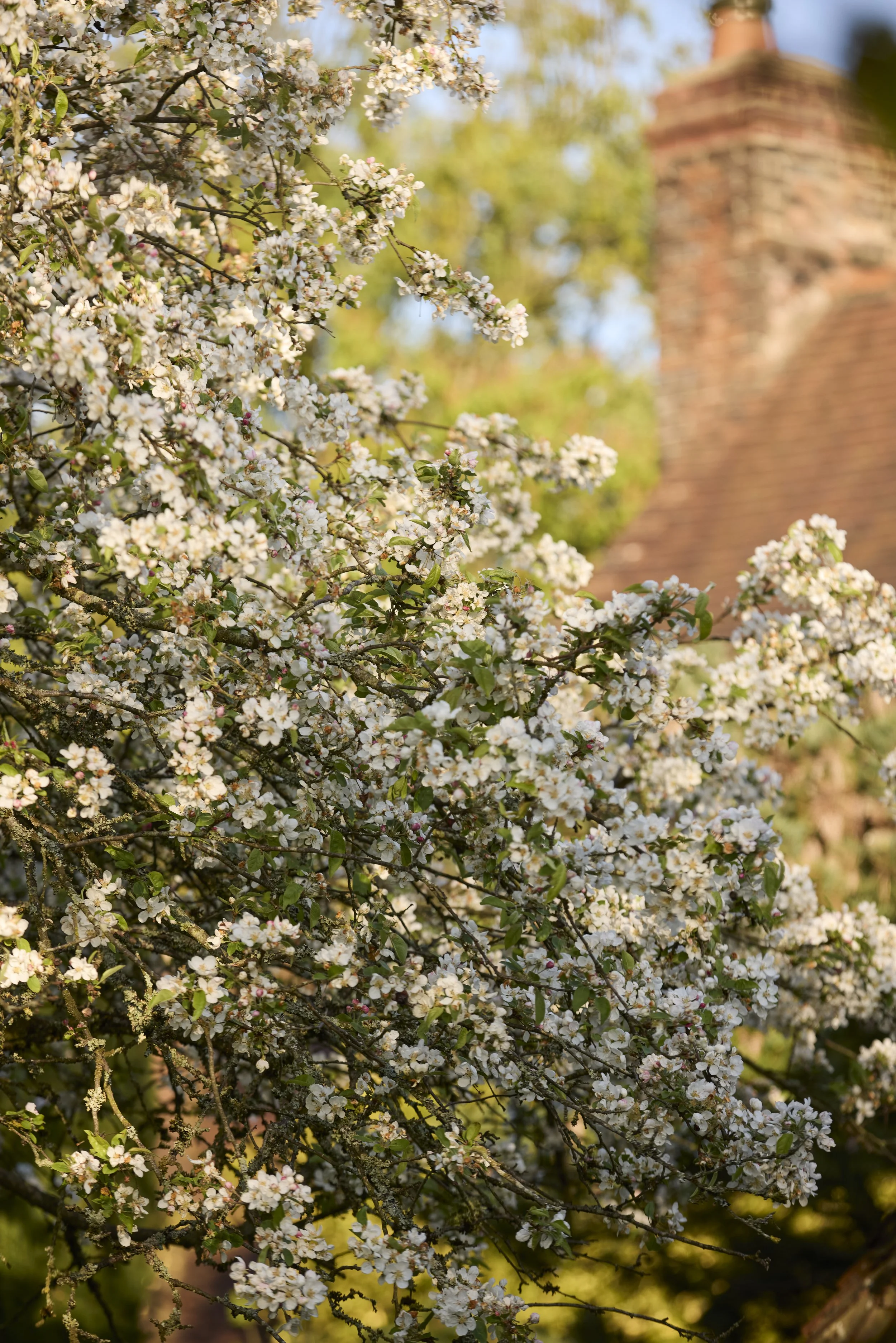 260422_Rustling_End_Herts_Spring_00441.jpg
