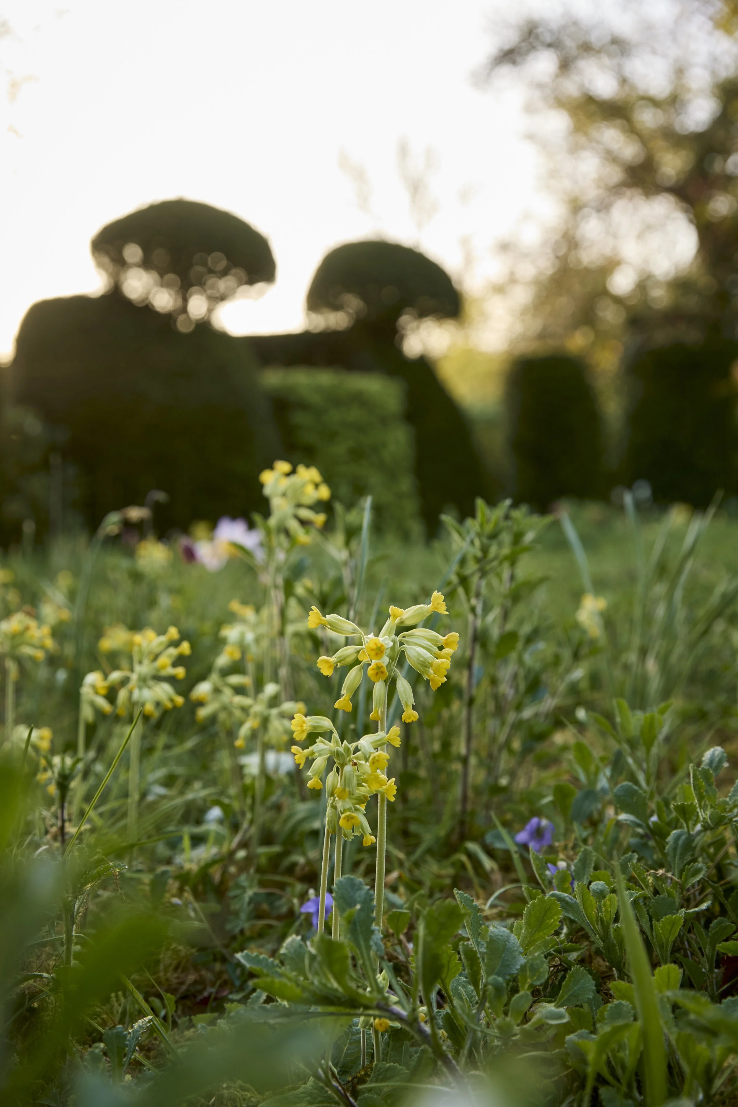 260422_Rustling_End_Herts_Spring_00162.jpg