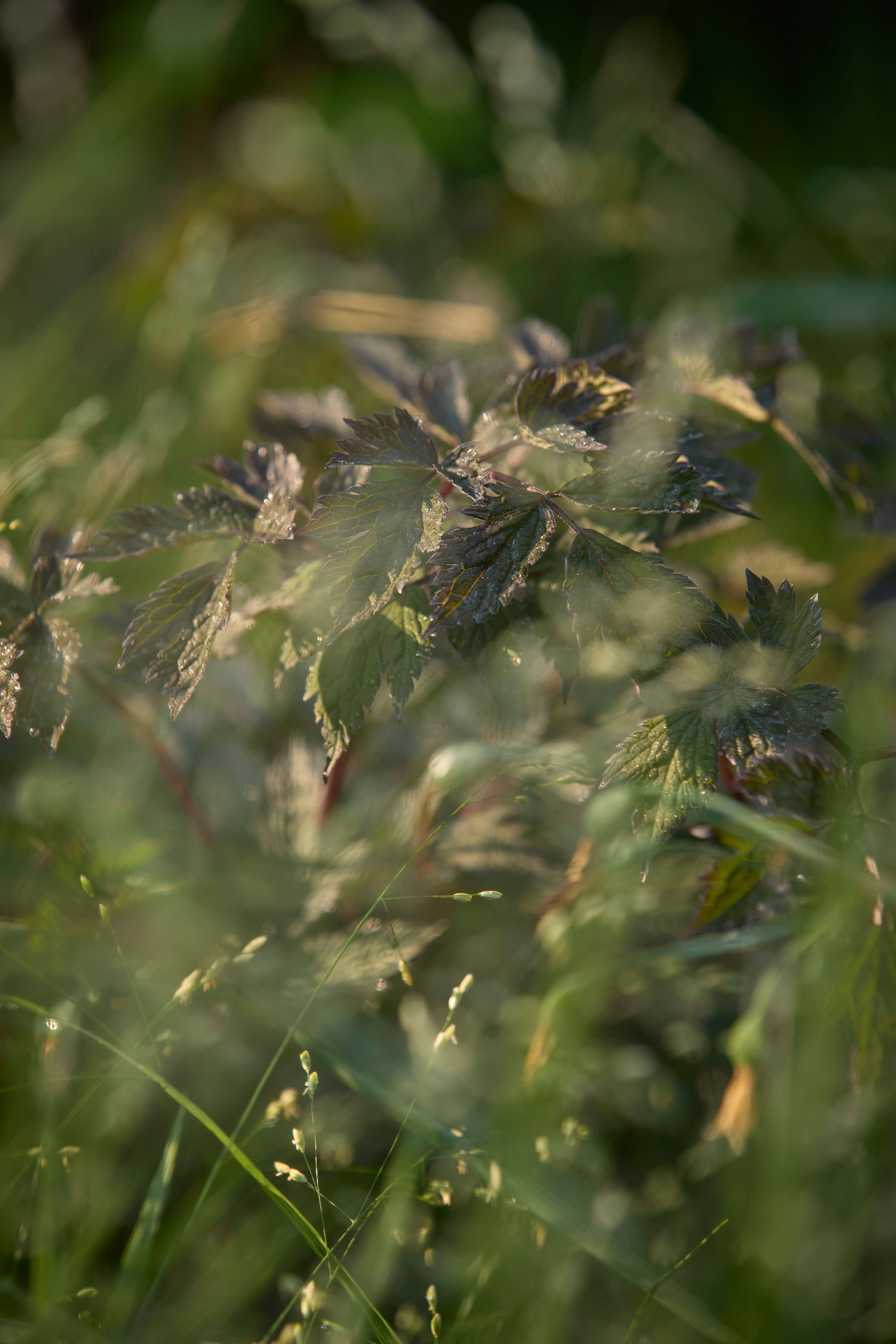 260507_SMLA_Hilversum_A_002706.jpg